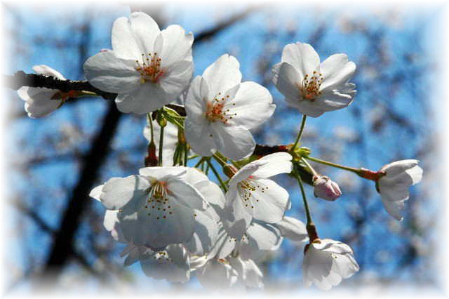 兼六園の桜